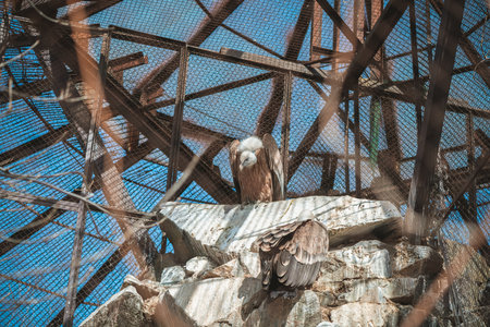 A bird of prey with sharp beak and feathers, is perched inside a cageの写真素材