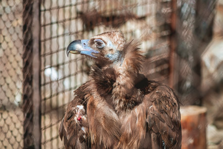 A bird of prey with sharp beak and feathers, is perched inside a cage