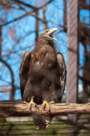 Majestic white-tailed eagle perched on a branch inside an enclosure in zooの写真素材