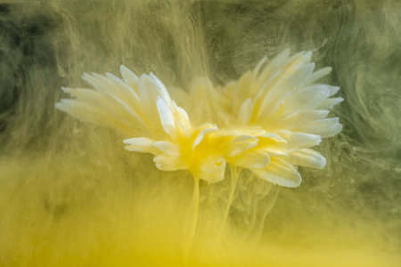 beautiful flower with white petals in clouds of yellow smoke on black background, photo underwater, clouds of paint in water, aquarium, spring, summer concept, creativity, artの写真素材