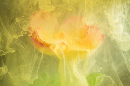 beautiful flower with pink petals in clouds of yellow smoke on black background, photo underwater, clouds of paint in water, aquarium, spring, summer concept, creativity, artの写真素材