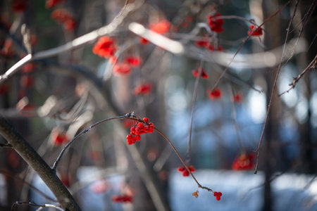 Clusters of bright red rowan berries hanging from the bare branches of a tree, illuminated by the soft glow of the winter sun, create a captivating picture of nature's resilience.の写真素材