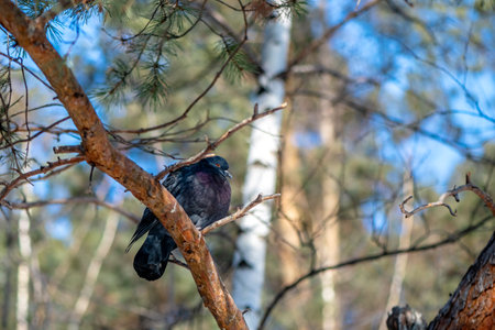 Pigeon perched on a tree branch in a serene forest, soaking in the tranquil atmosphere and enjoying the gentle rustle of leaves in the peaceful surroundingsの写真素材