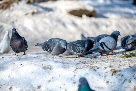 Gathering on a snow, several pigeons are pecking at food scraps and interacting with one another beneath the trees on a chilly winter day in an urban parkの写真素材