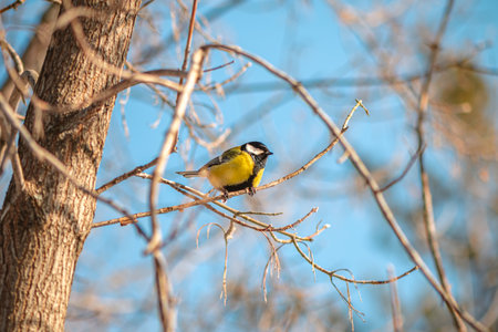 Great tit with vibrant yellow and black plumage perching on a slender, bare branch of a tree, set against a clear blue sky on a bright, sunny winter dayの写真素材