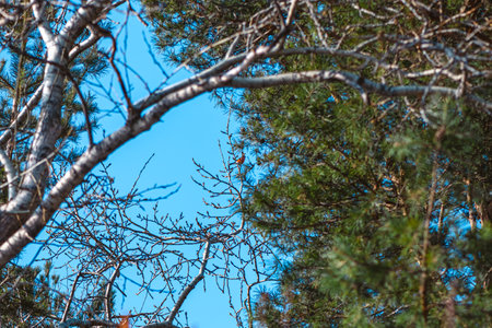 A bright bullfinch sits on the top of a tree in winterの写真素材