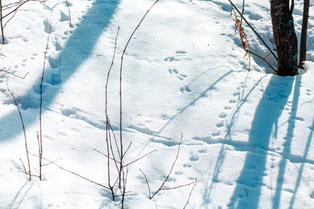 Small animal tracks create a delicate pattern across the untouched snow, hinting at the hidden life within a serene winter forest, where bare branches and tree shadows add to the tranquil sceneの写真素材