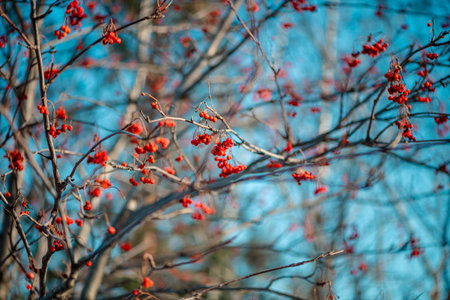 Clusters of bright red rowan berries hanging from the bare branches of a tree, illuminated by the soft glow of the winter sun, create a captivating picture of nature's resilience.の写真素材