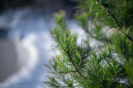 Lush green pine needles thrive on a branch, showing the intricate details and vibrant colors of nature's beauty, creating a serene and captivating sceneの写真素材