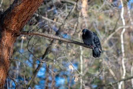 Pigeon perched on a tree branch in a serene forest, soaking in the tranquil atmosphere and enjoying the gentle rustle of leaves in the peaceful surroundingsの写真素材