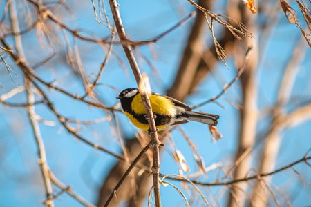 Great tit with vibrant yellow and black plumage perching on a slender, bare branch of a tree, set against a clear blue sky on a bright, sunny winter dayの写真素材