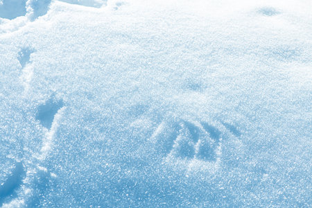 Sparkling snow texture with visible animal footprints creates a beautiful winter scene, illuminated by natural sunlight, perfect for winter-themed projectsの写真素材