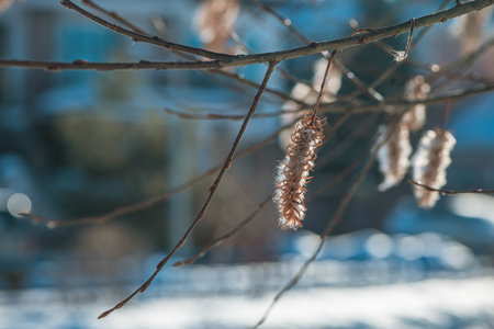 Hazel catkins hanging gracefully from a bare branch, set against a softly blurred snowy background, create a tranquil winter scene bathed in warm sunlightの写真素材