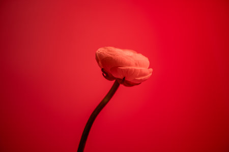 Single ranunculus stem with a delicate, blooming flower displayed against a red backdrop, creating a visually appealing floral arrangementの写真素材