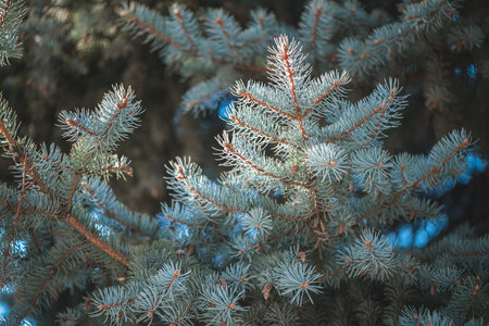Sunlight filtering through the branches of colorado blue spruce highlights the intricate textures and patterns of needles and cones, creating a serene winter scene in natureの写真素材