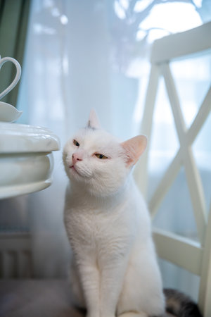 White cat with striking yellow eyes sitting comfortably on a chair, watching a nearby table with keen curiosity, likely anticipating a tasty treat or mealの写真素材