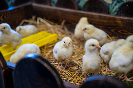 Fluffy, yellow chicks huddling together in a cozy wooden pen filled with soft straw create a heartwarming scene, capturing the charm and innocence of rural farm lifeの写真素材