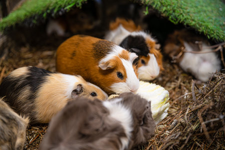 Several guinea pigs huddling together in a cozy cage, munching on fresh lettuce and surrounded by soft hay, create an adorable scene of furry friends enjoying their mealの写真素材