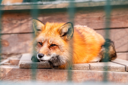 Orange fur fox resting its head on the wooden planks of its enclosure, enjoying a peaceful nap...