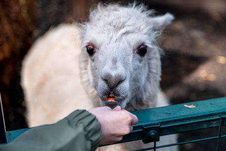 A fluffy white alpaca stretches its neck through a green metal fence and happily eats a carrotの写真素材