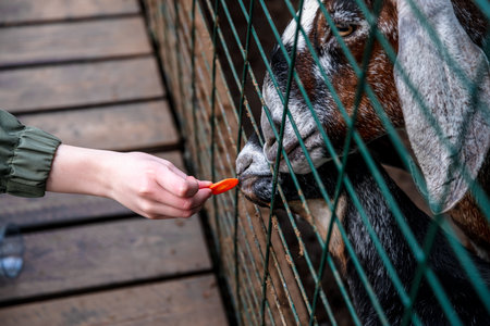 Visitor is offering a slice of carrot to two goats through a metal fence at a petting zoo or farm, creating a heartwarming connection between human and animalの写真素材