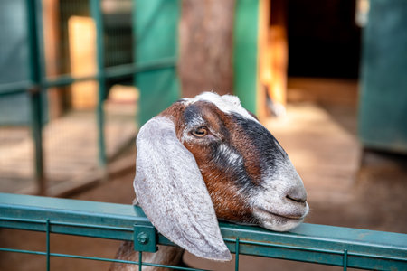 Brown and white goat extending its head through a green metal fence at an agricultural fair, farm, petting zoo or animal sanctuary, looking towards the left of the frameの写真素材