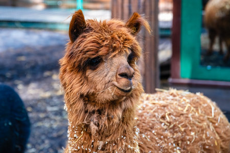 Brown alpaca posing in a snowy setting, with hay nestled in its thick fur, gazing to the right. Capturing the charm of this adorable livestock in a winter landscapeの写真素材