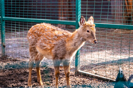 Young sika deer standing in a zoo enclosure, showing growing antlers and a distinctive coat pattern, while displaying curious and serene youthful features in natural daylightの写真素材