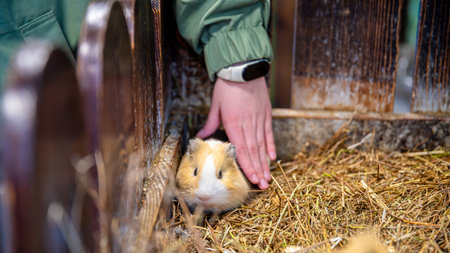 A girl in a petting zoo strokes a guinea pigの写真素材