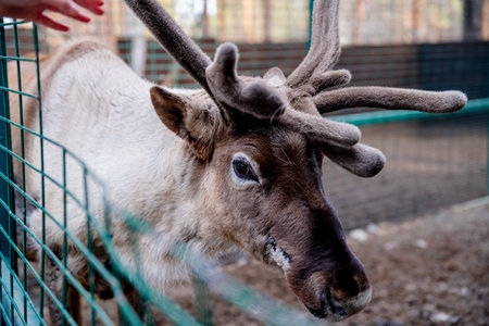 Reindeer with large antlers standing in its enclosure behind a fence, looking down at the ground, possibly searching for food or interacting with its environmentの写真素材