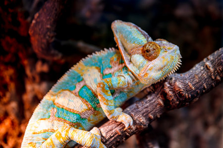 Close-up view of a veiled chameleon resting peacefully on coconut fiber bedding within a terrarium, surrounded by branches and showing its vibrant colors of orange, blue, and greenの写真素材