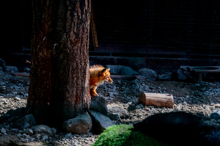 Red fox peering cautiously from behind a tree in a shadowy zoo enclosure, observing the surroundings with alert curiosity, blending into the dark environment of rocks and gravelの写真素材