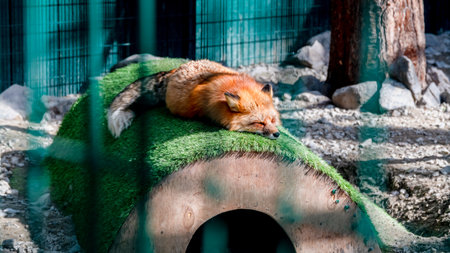 Orange fur fox resting its head on the wooden planks of its enclosure, enjoying a peaceful nap behind a green wire mesh fence in zooの写真素材