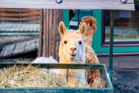 Group of alpacas eating hay from manger in barn stall, white, black and brown alpacas feeding on dried grass in outdoor animal enclosure with metal fence and wooden houseの写真素材