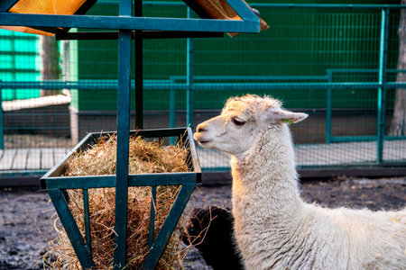 Group of alpacas eating hay from manger in barn stall, white, black and brown alpacas feeding on dried grass in outdoor animal enclosure with metal fence and wooden houseの写真素材