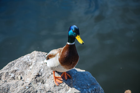 Beautiful Drake Sitting On A Rock Against Water Backgroundの写真素材