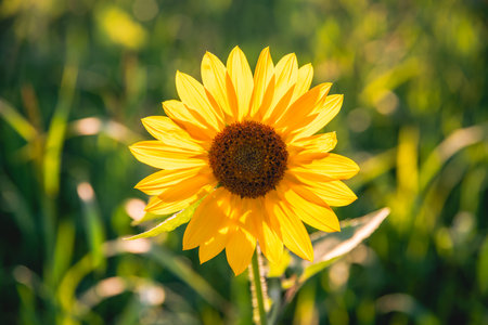 Beautiful sunflower in the field at sunset. Concept of summer, sun