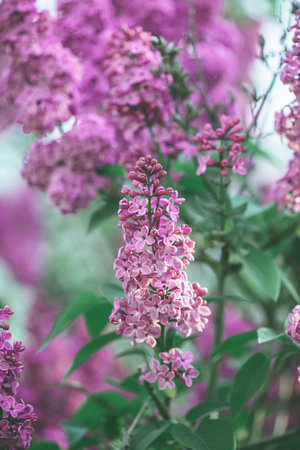 Beautiful pink lilac blooms in spring, spring, floweringの写真素材