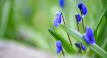 Blooming in a spring meadow, beautiful blue siberian squill flowers create a vibrant and colorful...