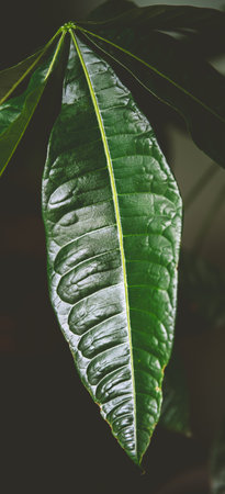 Close-up view of a vibrant green leaf, highlighting its intricate vein structure and textured...