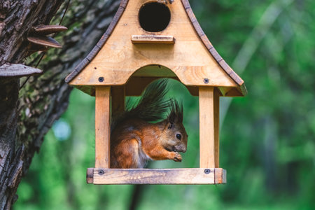 Red squirrel enjoying nuts inside small wooden bird feeder hanging on tree trunk, with blurred green...