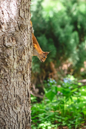Red squirrel peeking from behind a large tree trunk in a vibrant green forest, showing its...