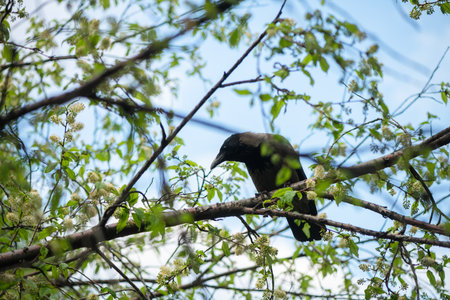 Gray crow sitting on a tree branch adorned with vibrant green leaves and delicate white flowers, enjoying pleasant spring weather while searching for food in a serene environmentの写真素材