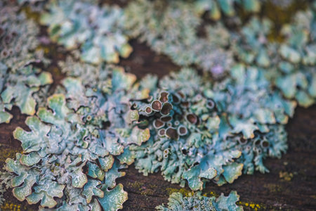 A close-up of the textured surface of a tree covered in common lichen, showing the intricate patterns and colors of this symbiotic organism.の写真素材
