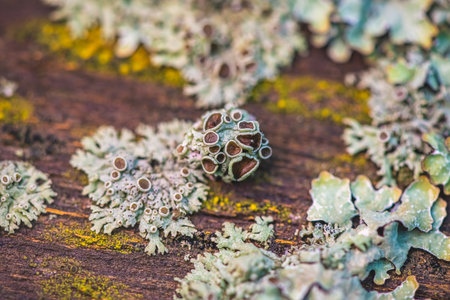 Close-up view of colorful lichen growing on weathered wood, showing the intricate patterns and...