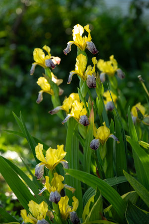 Beautiful yellow irises with dark purple falls are blooming in a garden, enjoying the sunlight and adding a touch of elegance to the natural landscapeの写真素材