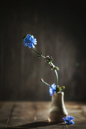 Chicory flowers displayed in a rustic vase, set against a dark, textured background. The blue blooms and earthy tones create a serene, natural aesthetic on a wooden surfaceの写真素材