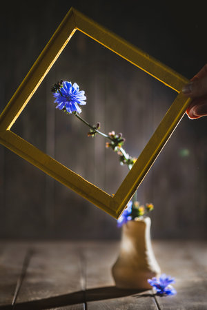 Chicory flower creatively framed against a dark wooden background, showing vibrant blue petals. The artistic setup highlights natural beauty and contrasts with the rustic settingの写真素材