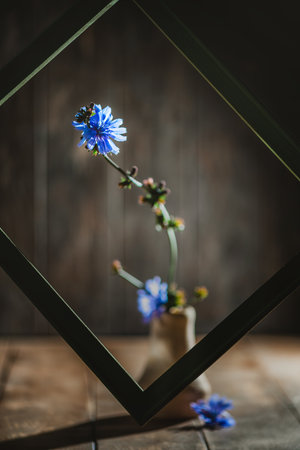Chicory flower creatively framed against a dark wooden background, showing vibrant blue petals. The artistic setup highlights natural beauty and contrasts with the rustic settingの写真素材