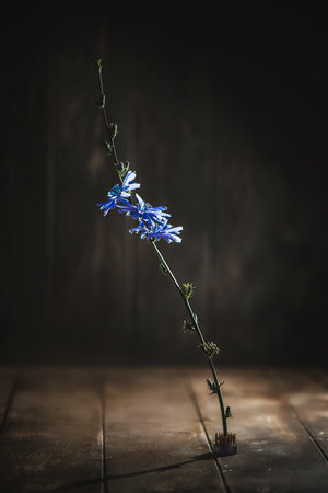 Chicory flower blooming from a bullet shell casing on a rustic wooden table against a dark background, symbolizing resilience and life emerging from conflictの写真素材